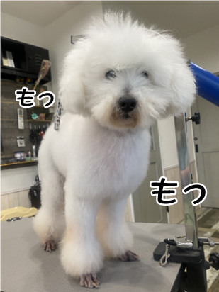 プル君＆リオン君☺