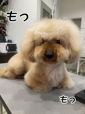 プル君＆リオン君☺