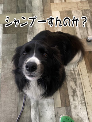 ボク君☺