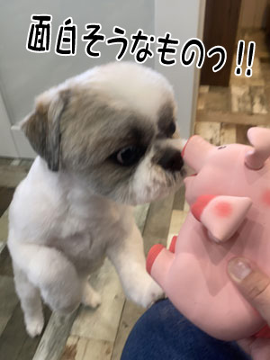 チーズ君☺