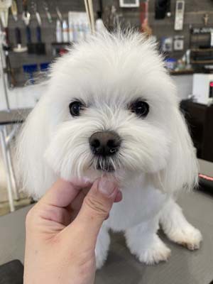 シュガー君☺