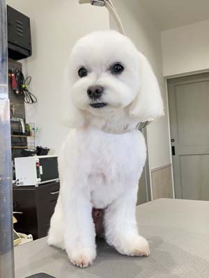 シュガー君☺