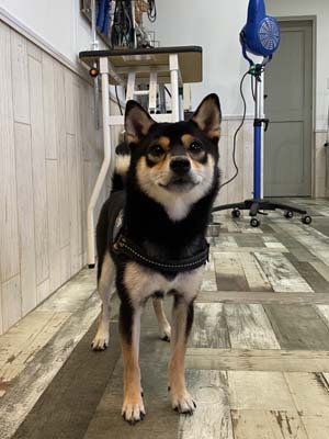 かぼすちゃん☺