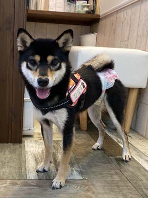 かぼすちゃん☺