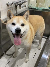 琥珀君☺