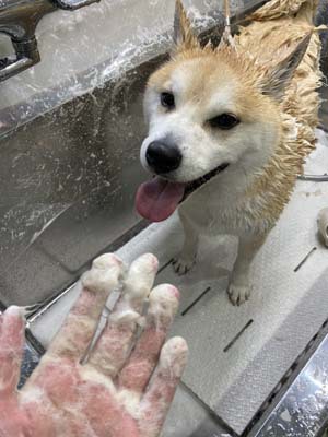 琥珀君☺