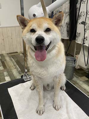 琥珀君☺