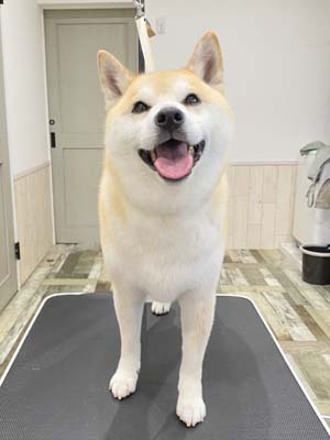琥珀君☺