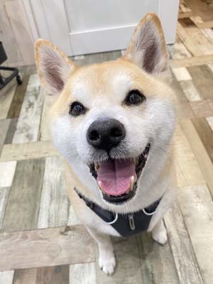 琥珀君☺