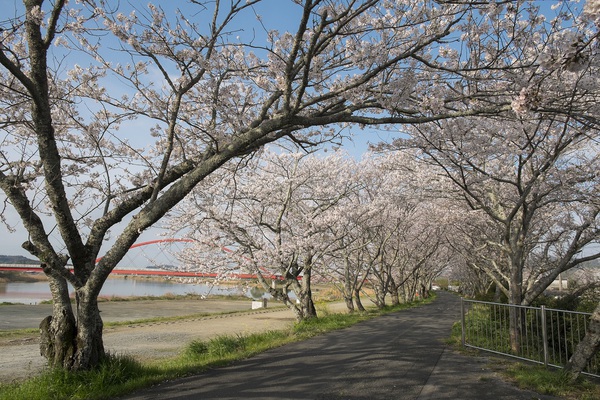 Whats Hamamatsu? 気賀散策とお花見