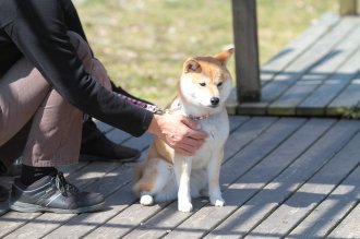 ドッグラン 犬の森 Pom ぼーいずらぶ