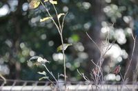 鳥を撮り。