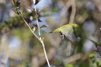 鳥を撮り。