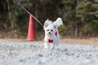 平日のワンコ♪