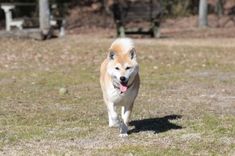 平日のワンコ♪