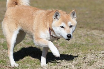 平日のワンコ♪