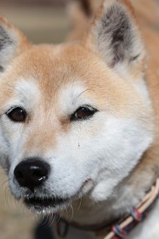 平日のワンコ♪