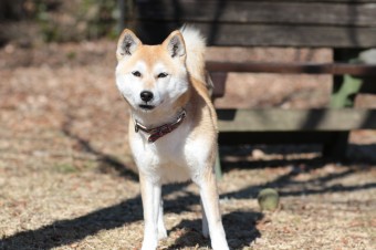 平日のワンコ♪