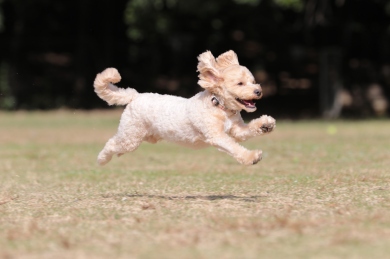 今週末の「飛行犬撮影会」♪