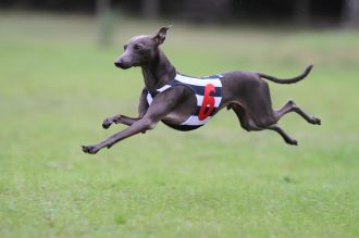 今週末の「飛行犬撮影会」♪