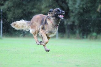 今週末の「飛行犬撮影会」♪