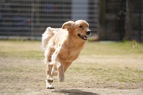 週末のワンコ達♪