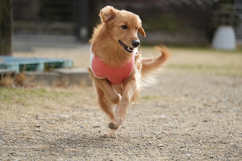 週末のワンコ達♪
