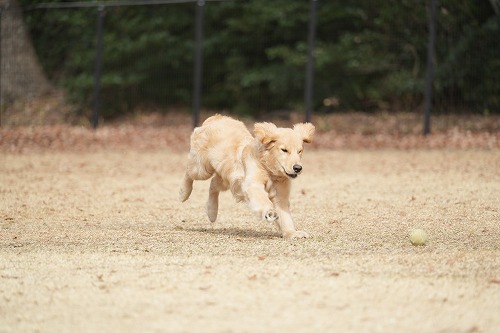 週末のワンコ達♪