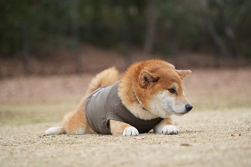週末のワンコ達♪