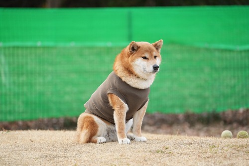 週末のワンコ達♪