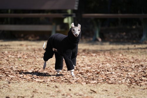 良く降りますねぇ。。
