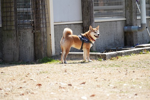 良く降りますねぇ。。