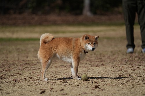 良く降りますねぇ。。