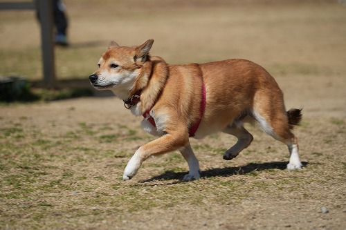 毎度遅れ遅れで。。