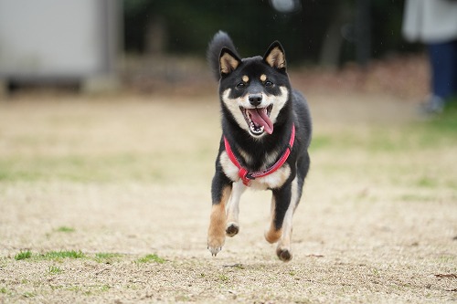 わんこ達♪
