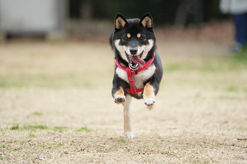 わんこ達♪