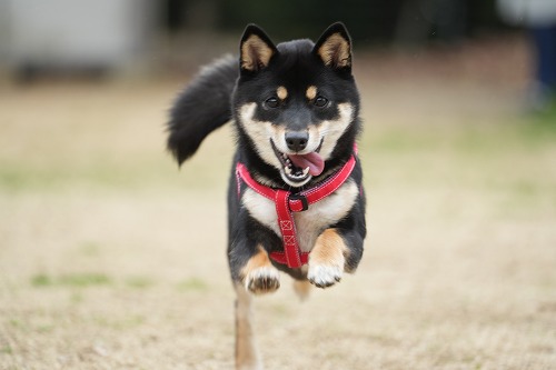 わんこ達♪