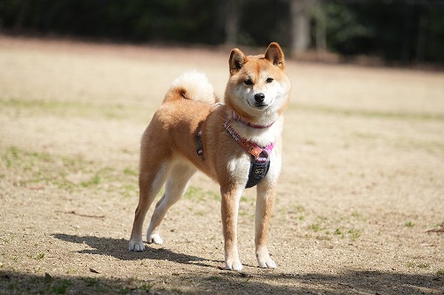わんこ達♪