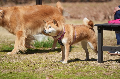 わんこ達♪
