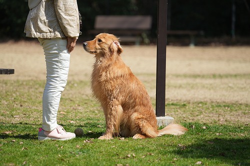 わんこ達♪