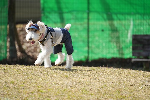 wiwiマルシェ♪