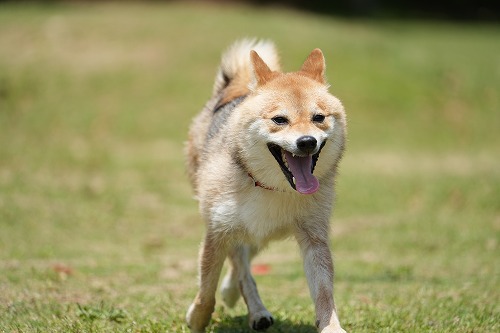 続・連休中のワンコ♪