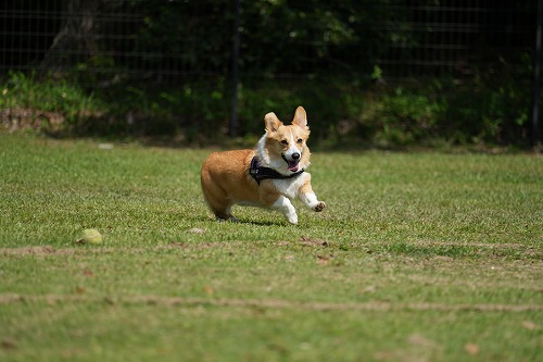 続・連休中のワンコ♪