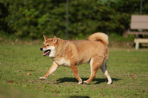 続・連休中のワンコ♪