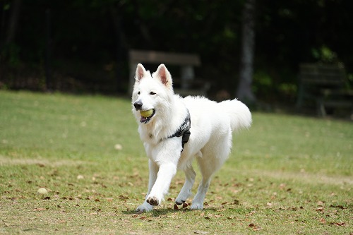 続・連休のワンコ達♪
