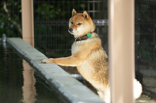 続・連休のワンコ達♪