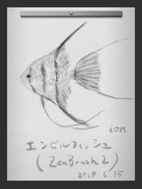 エンゼルフィッシュ♪