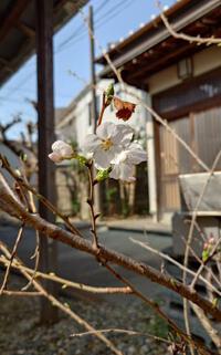 桜開花 2025/03/26 11:50:02