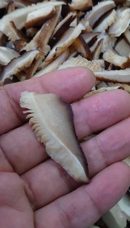 天竜産げんぼく椎茸