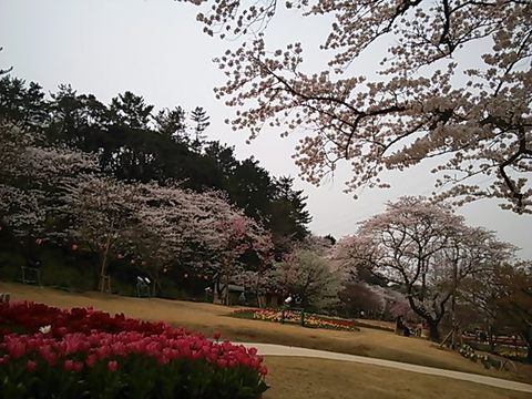 4月1日桜
